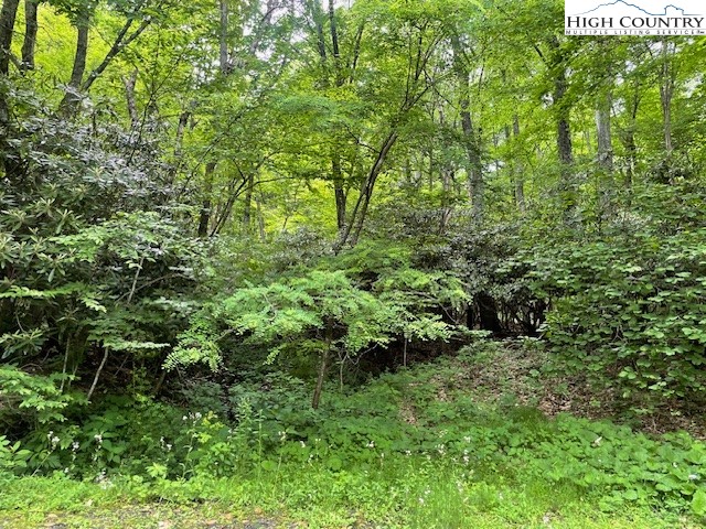 a view of a lush green forest