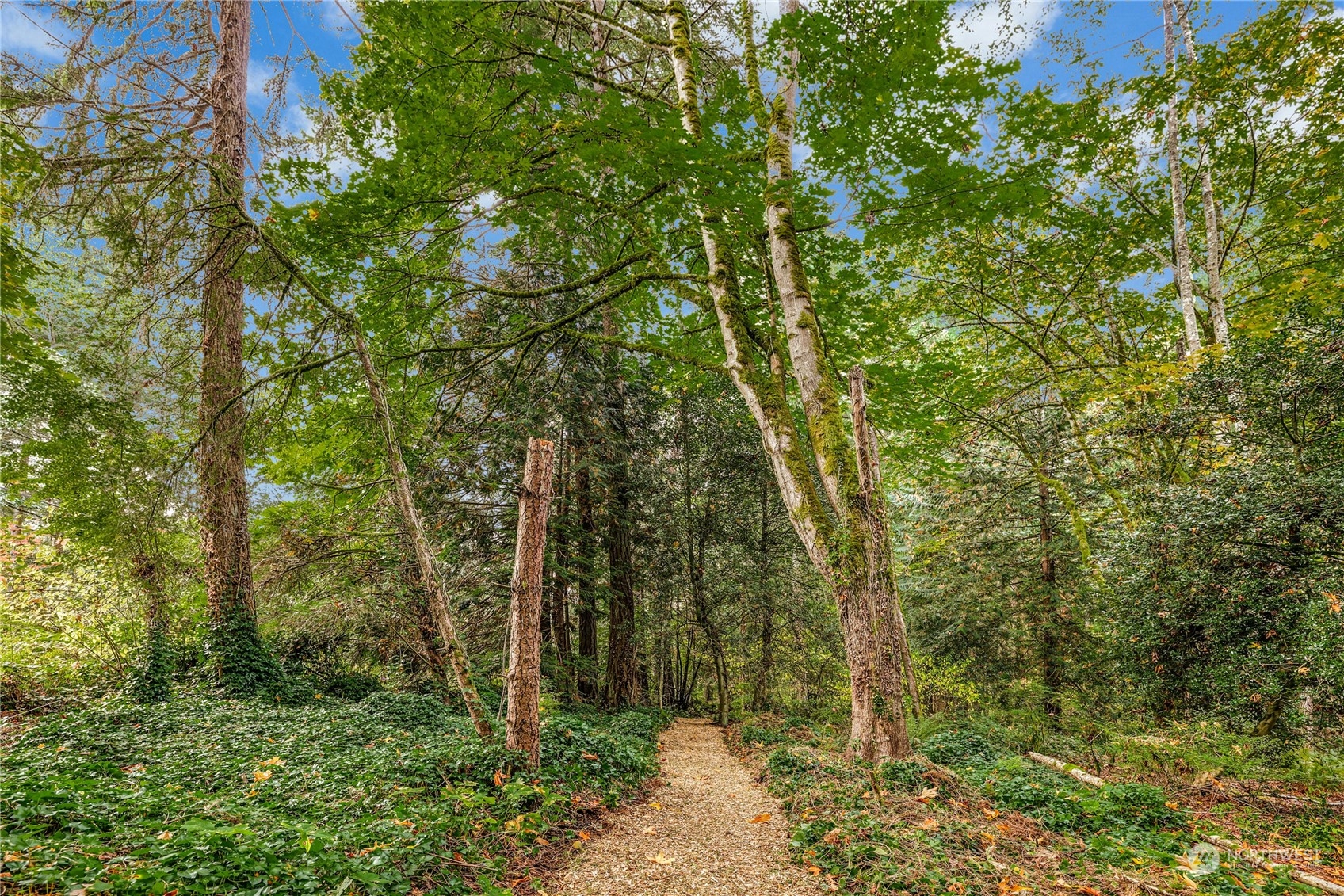 a view of a forest with trees