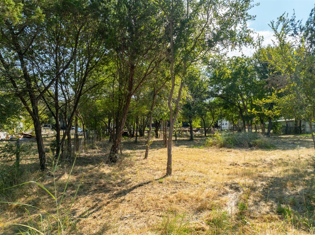 a street view covered with tall trees