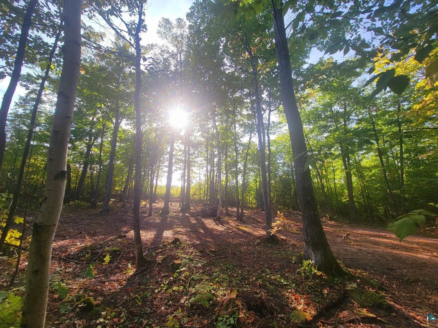 View of local wilderness