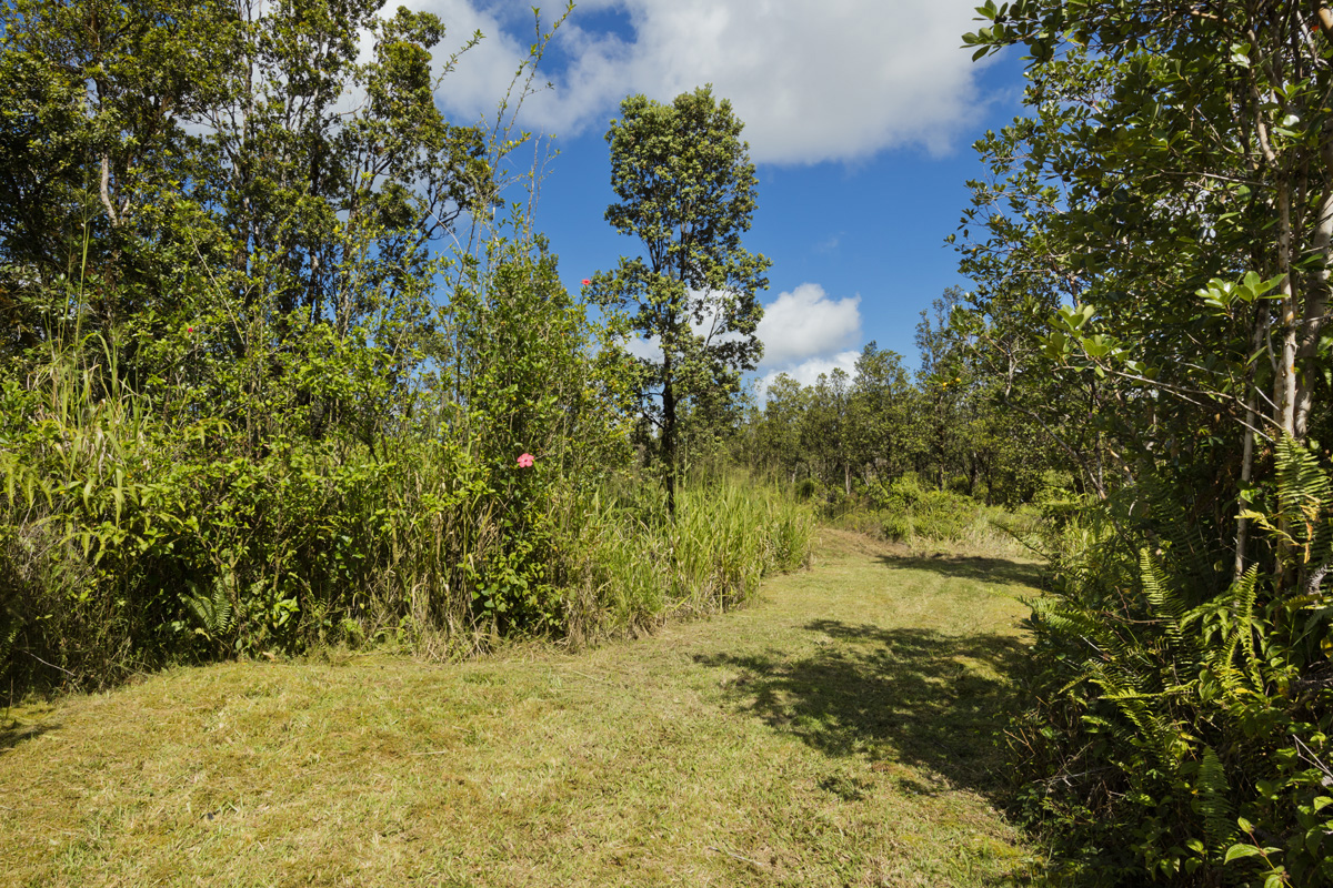 a view of a yard