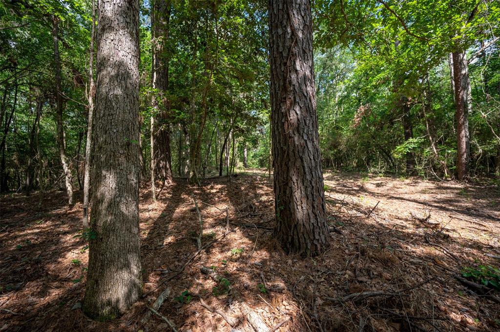 a view of forest