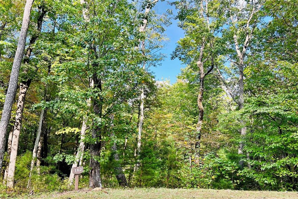 a view of a tree