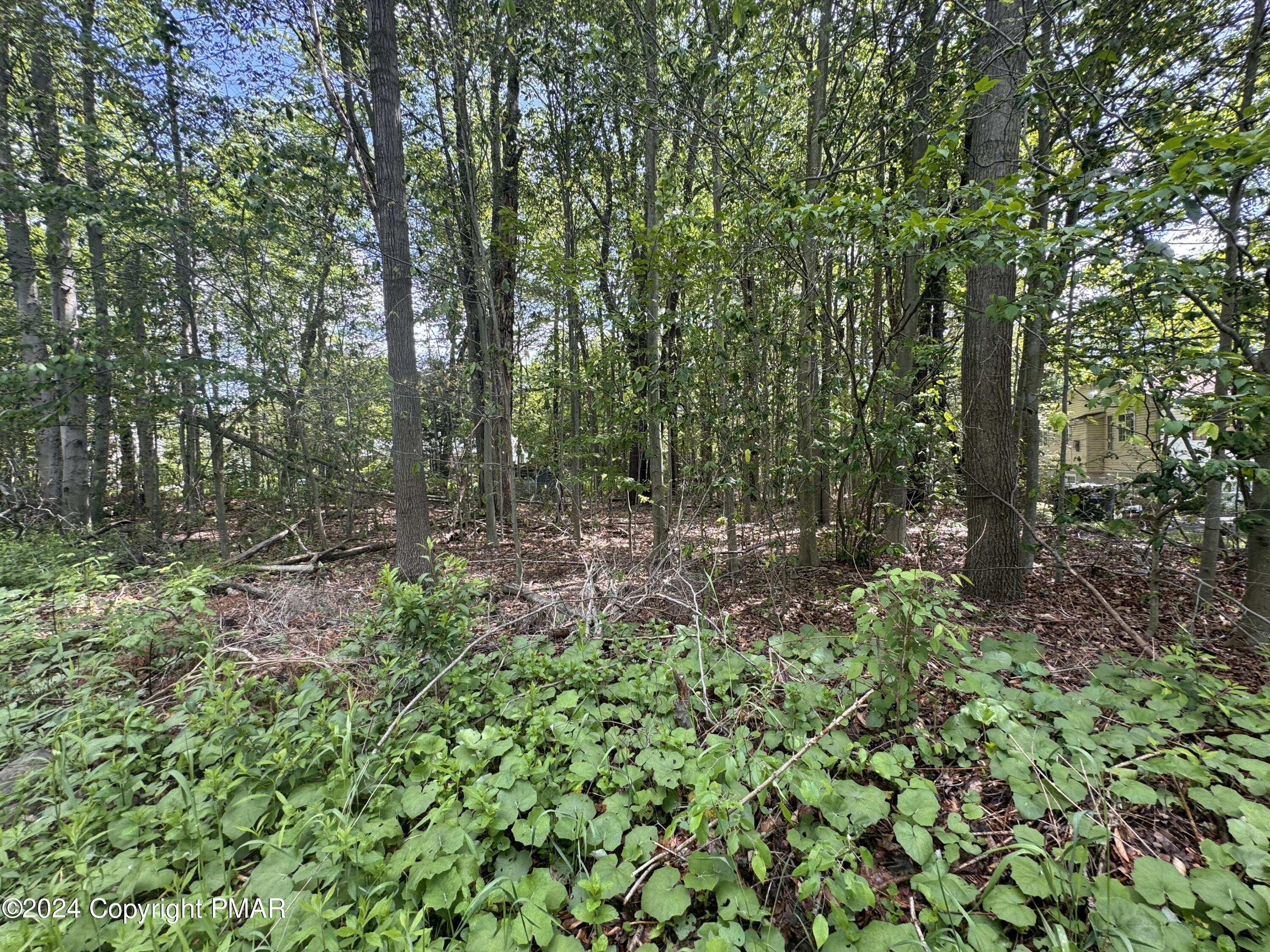 a view of a forest with lots of trees