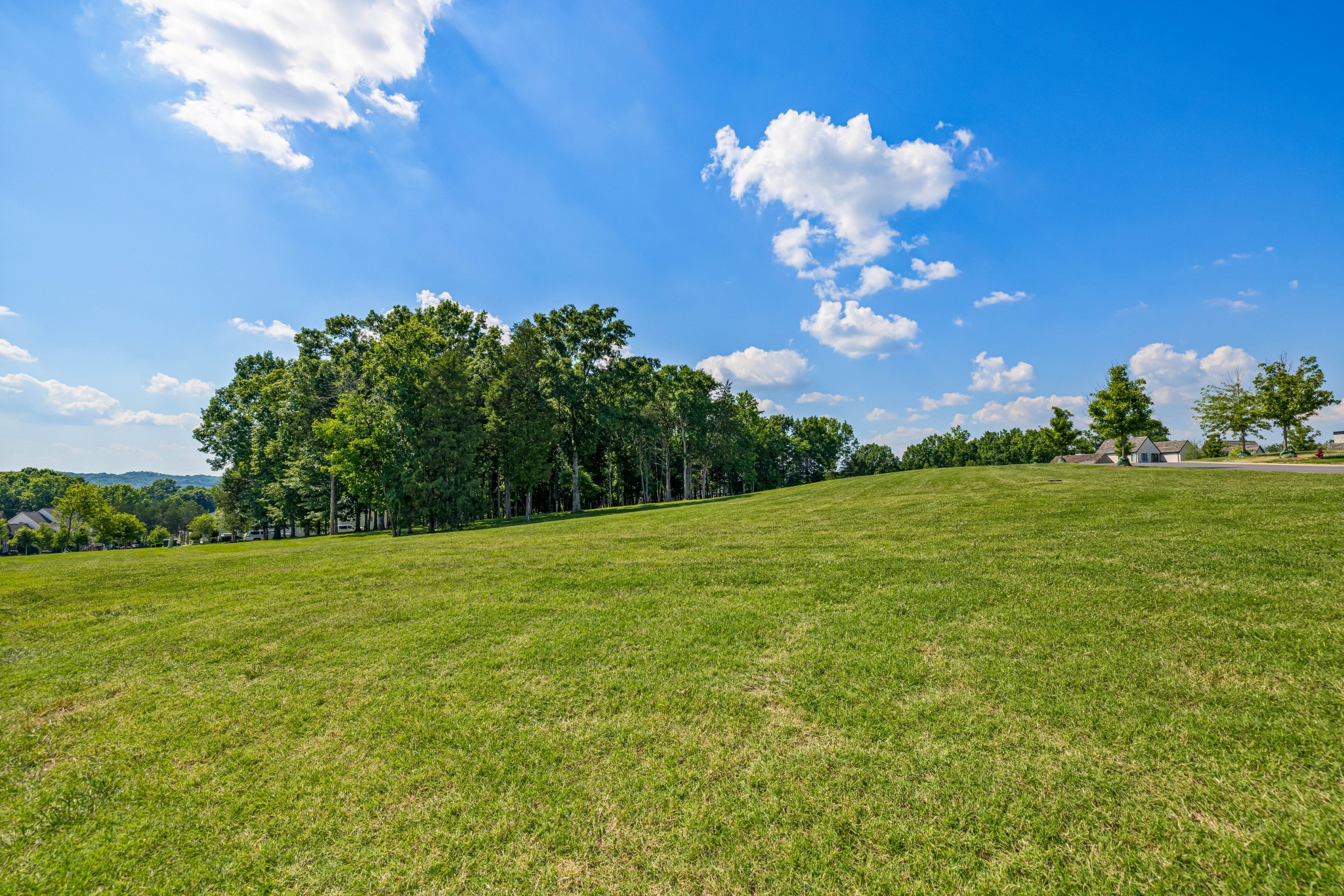 a view of a big yard with a large tree