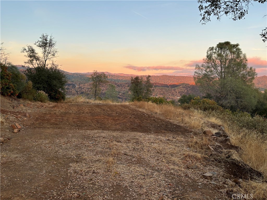 a view of a dry yard with trees