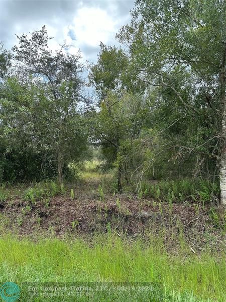 a view of a yard with a tree