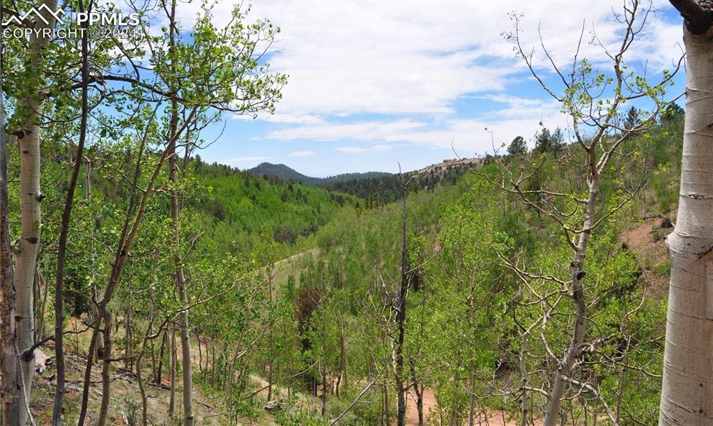 a view of a lush green forest with lots of trees