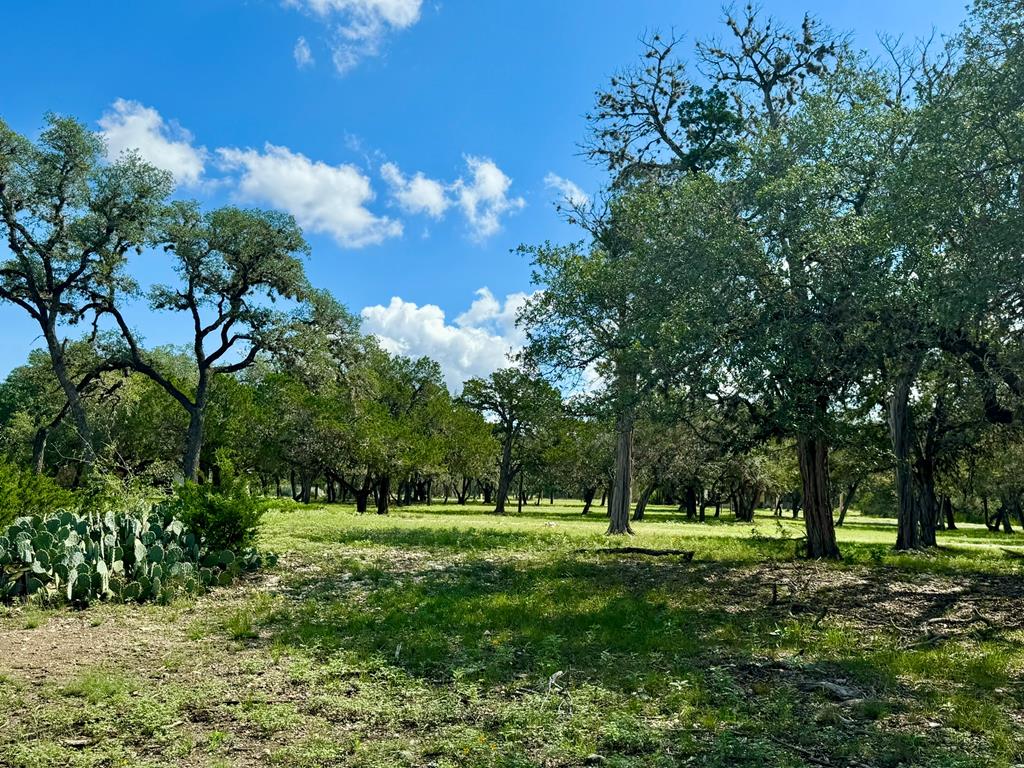 a view of a park with large trees