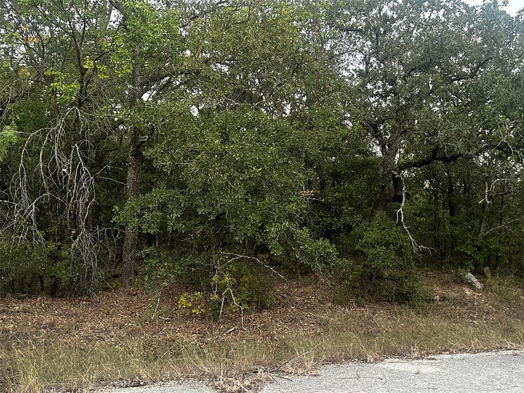 a view of a forest with trees in the background