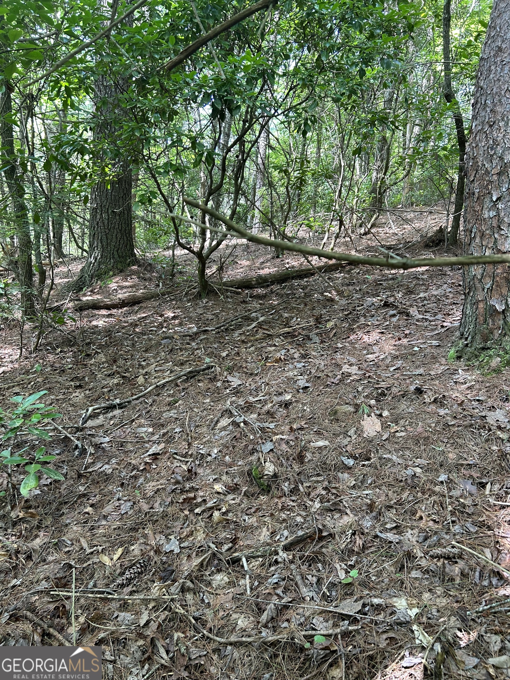 a view of a forest with trees