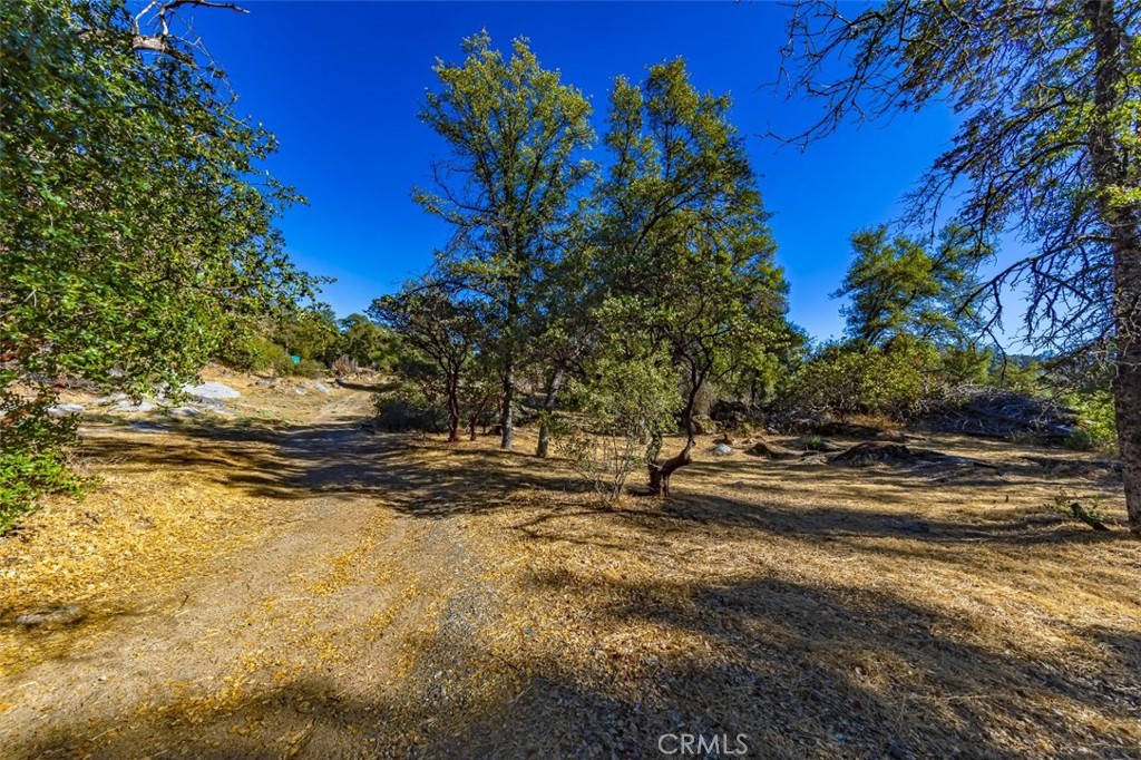 a view of a yard with a tree