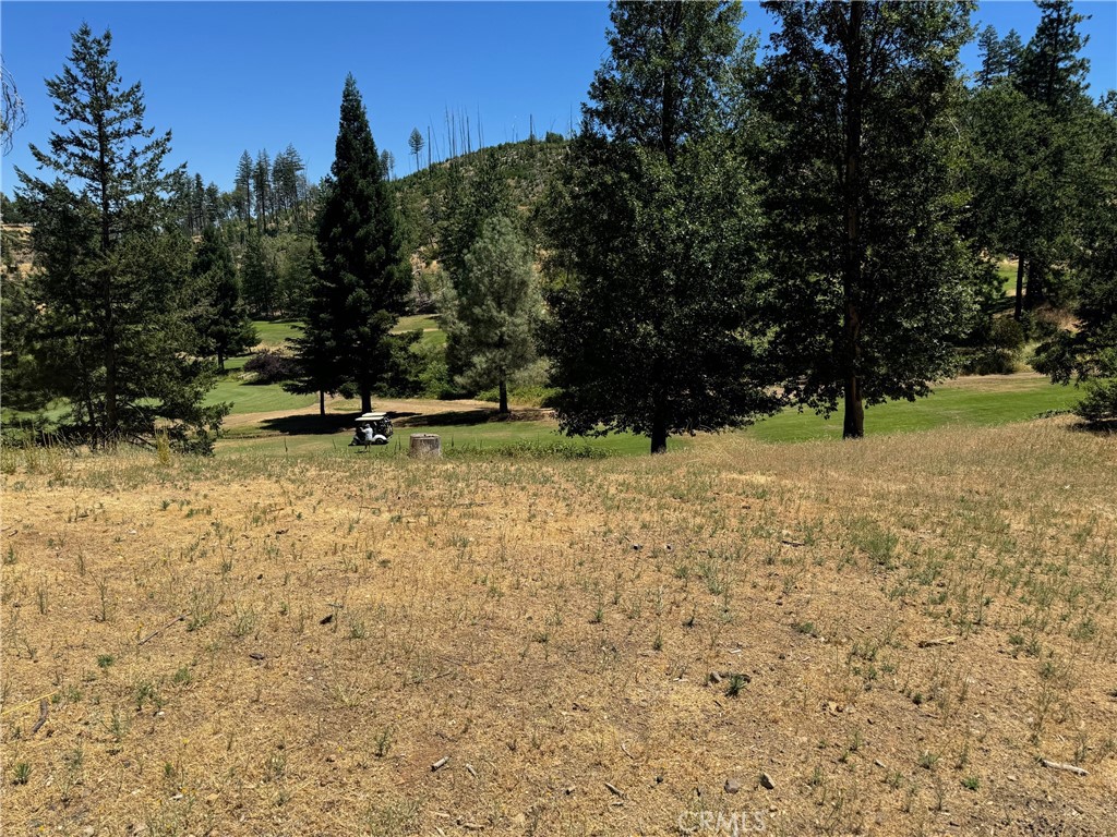 a view of yard with trees