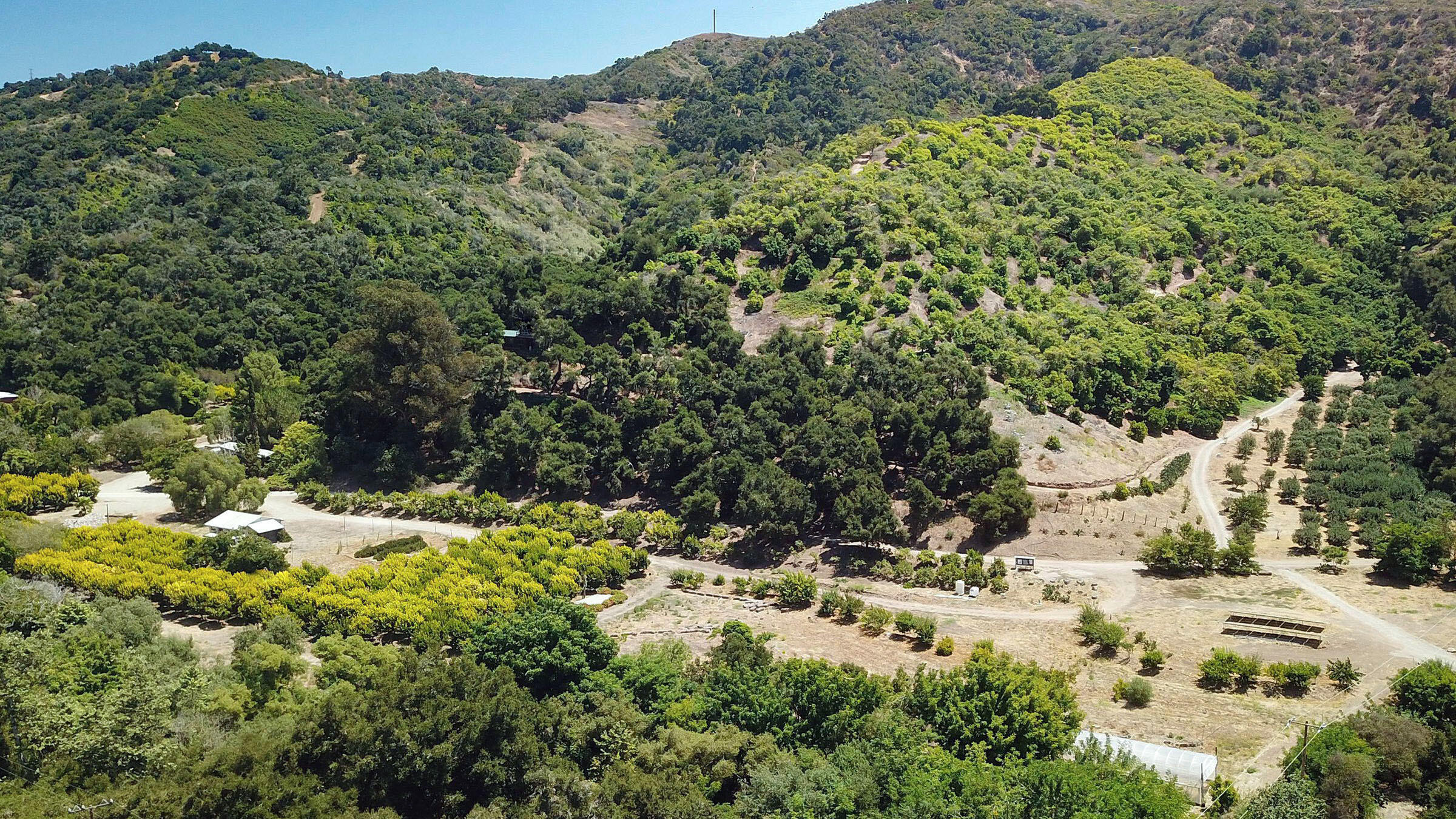 a view of a forest with a tree