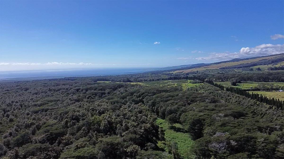 a view of a large green field with lots of bushes