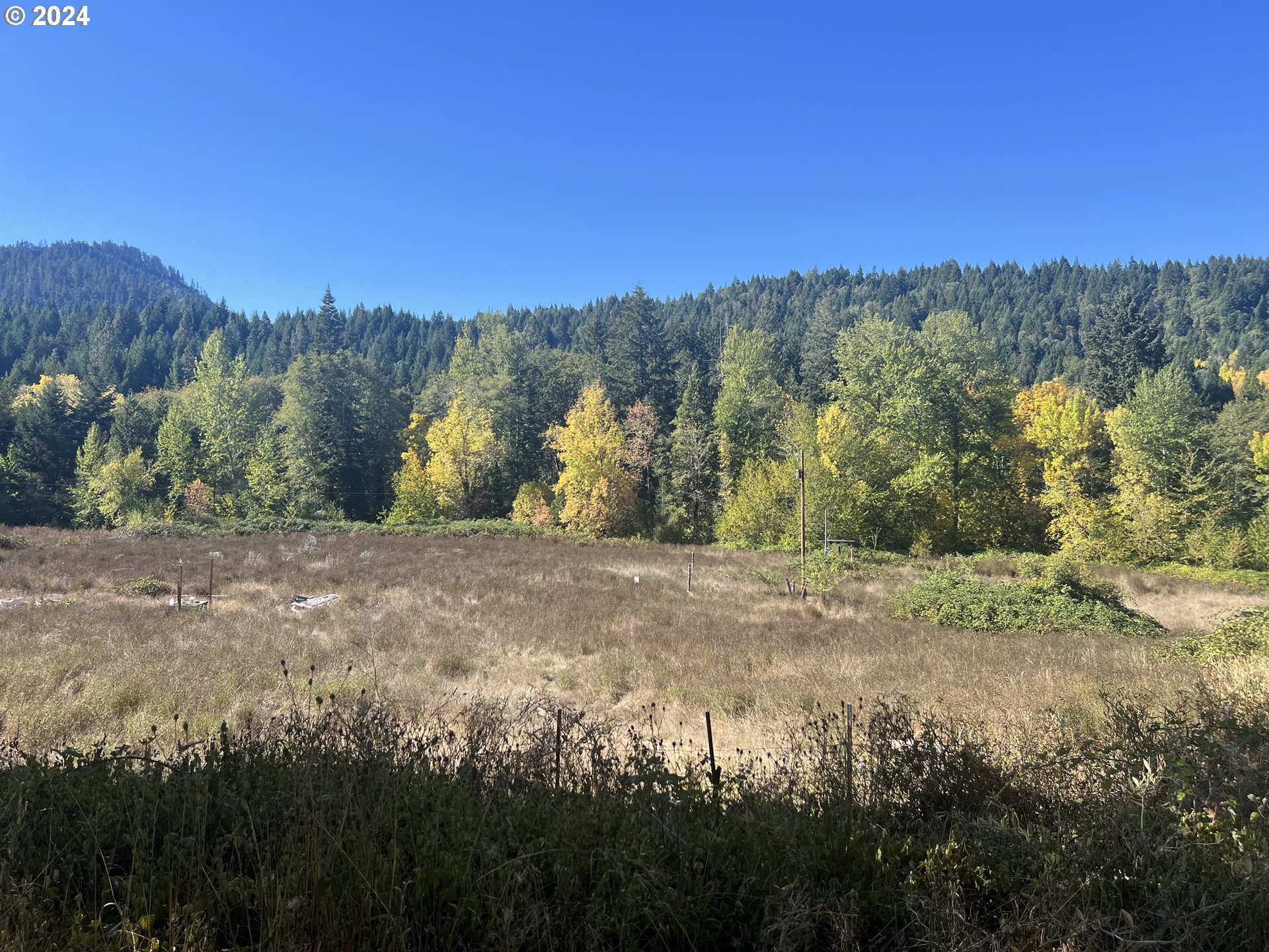 a view of a yard with a tree