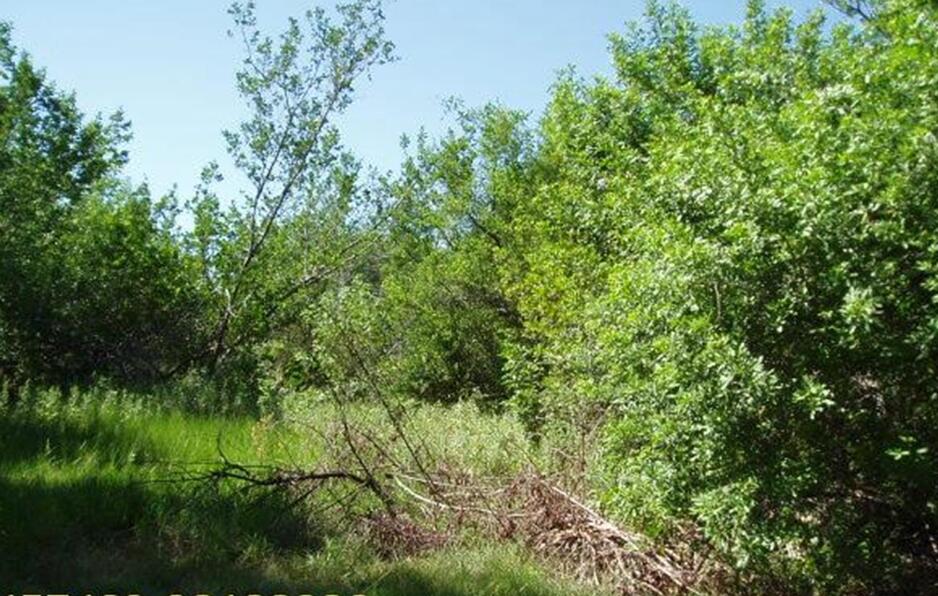 a view of a lush green space