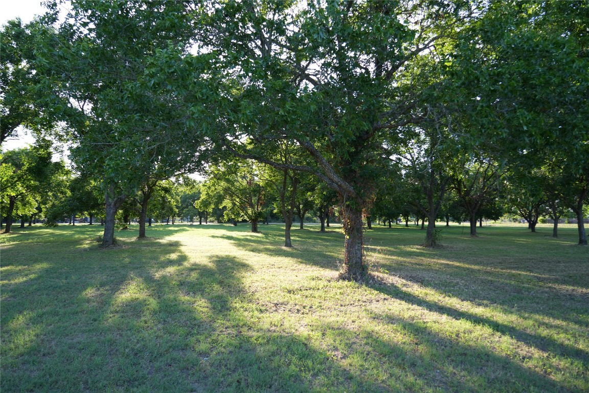 a view of a yard with a tree