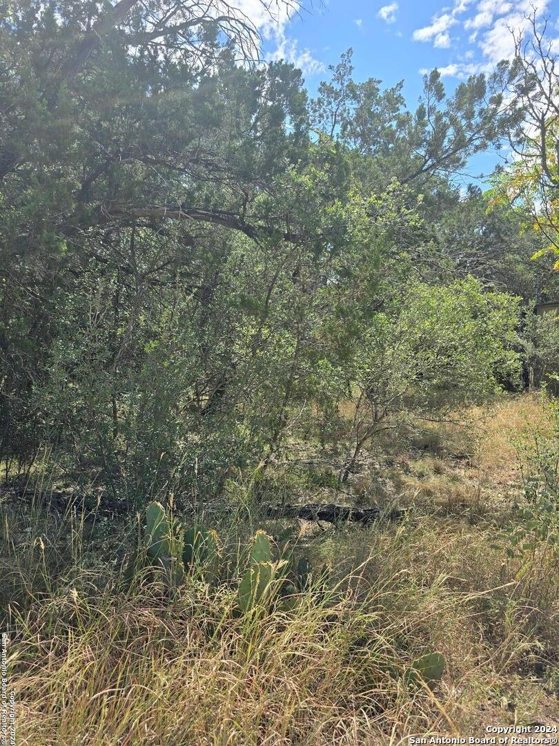 a view of a forest with lush green forest