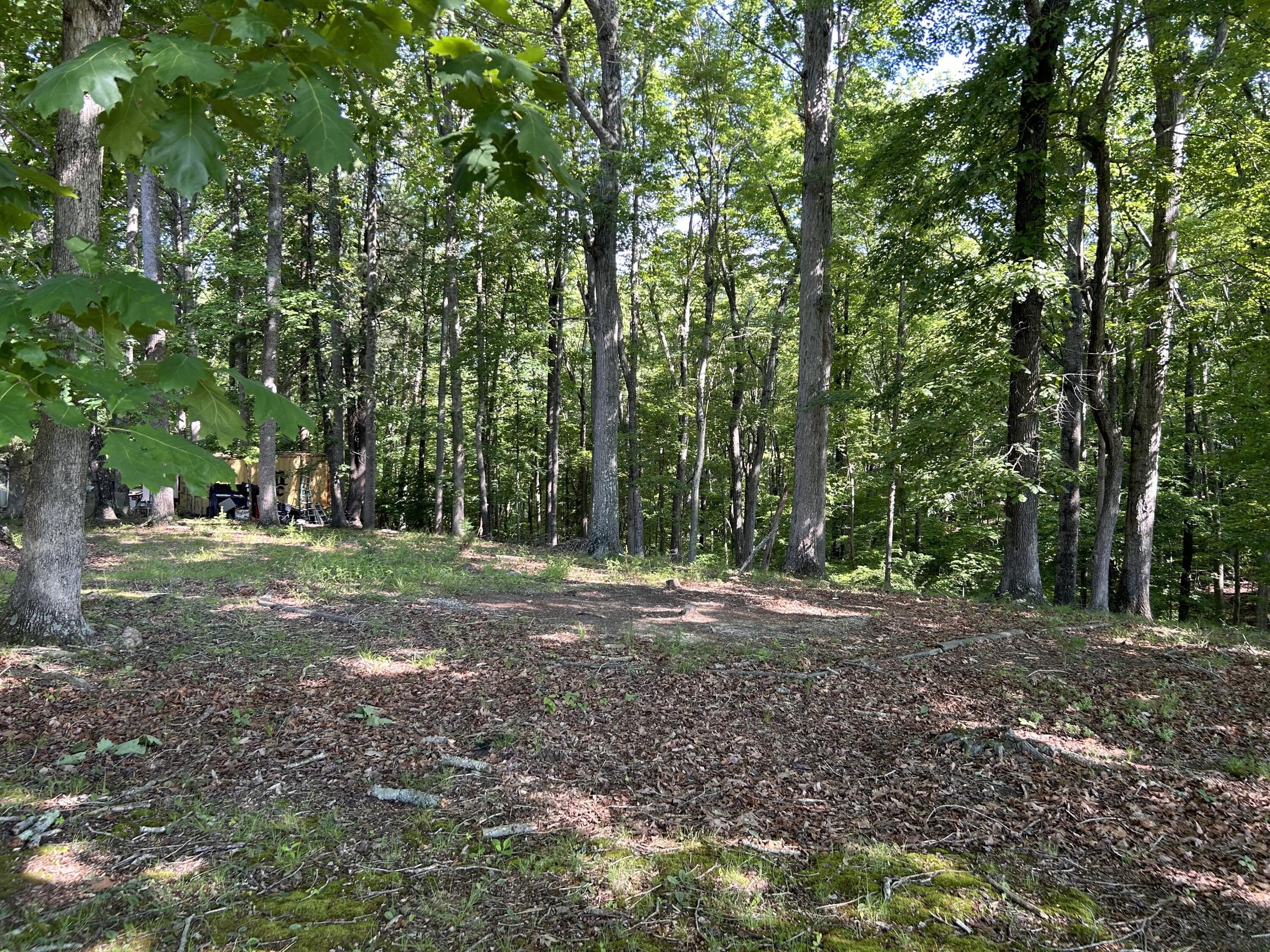 a view of a yard with tree s