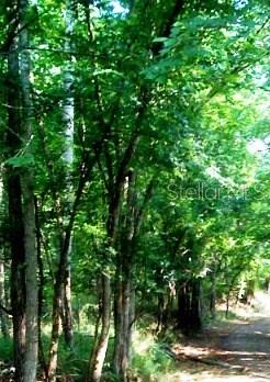 a view of a trees in a yard