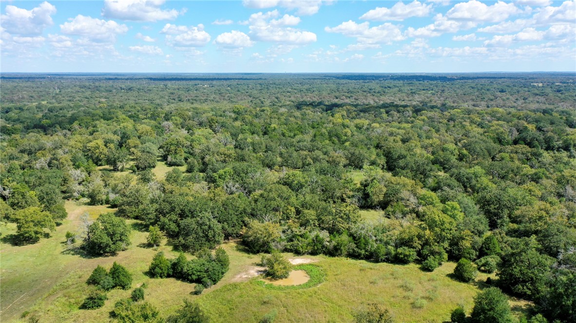 a view of a bunch of trees and bushes