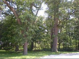 a view of a tree in a yard with large trees