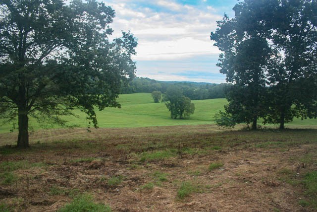 a view of a yard with tree s