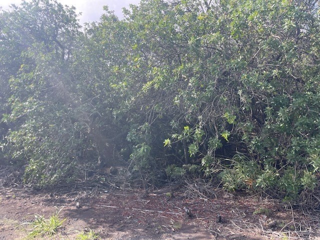 a view of a forest that has a tree