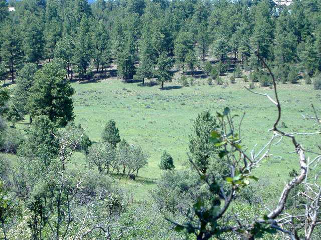 a view of a forest with a tree