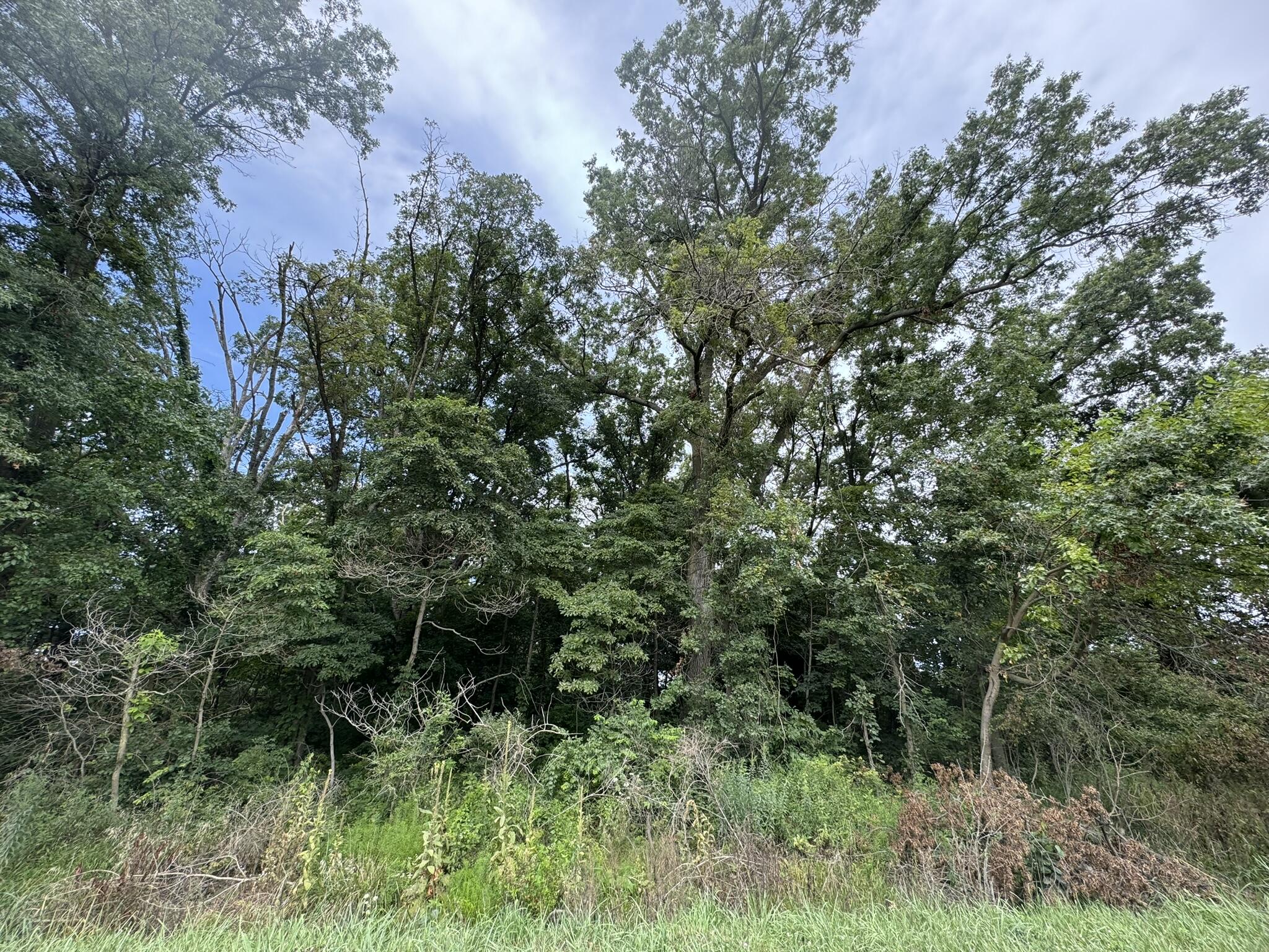 a view of a lush green forest