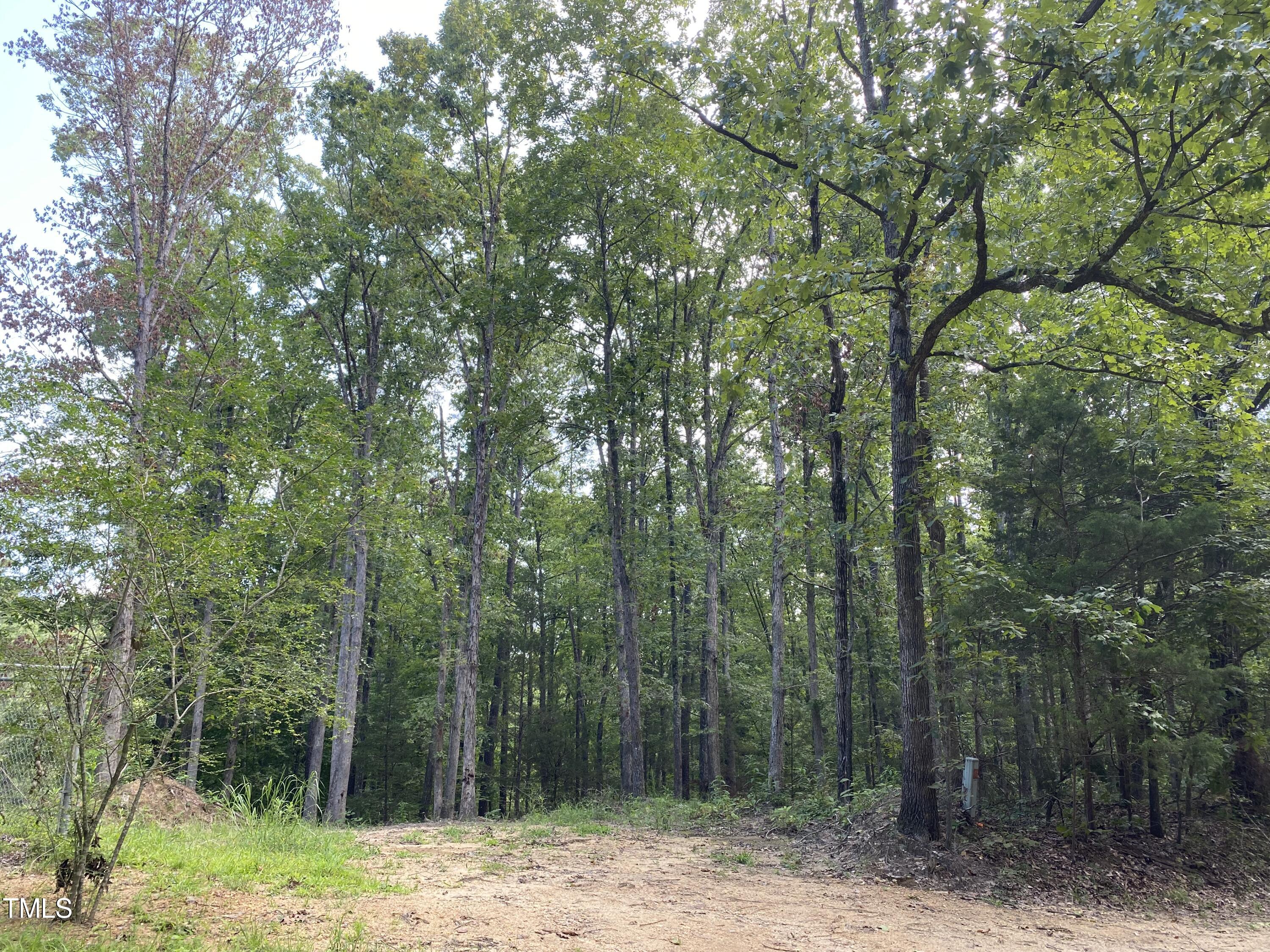 a view of a forest with trees in the background