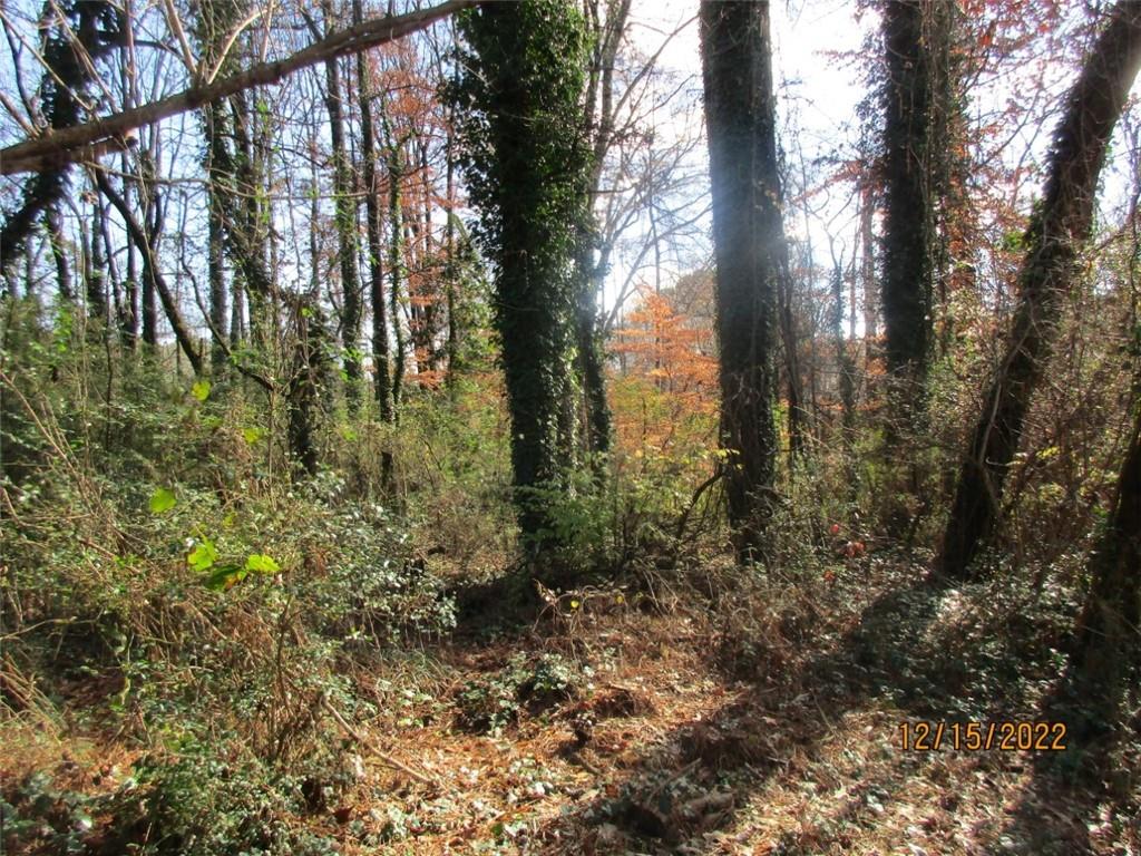 a view of a forest that has large trees