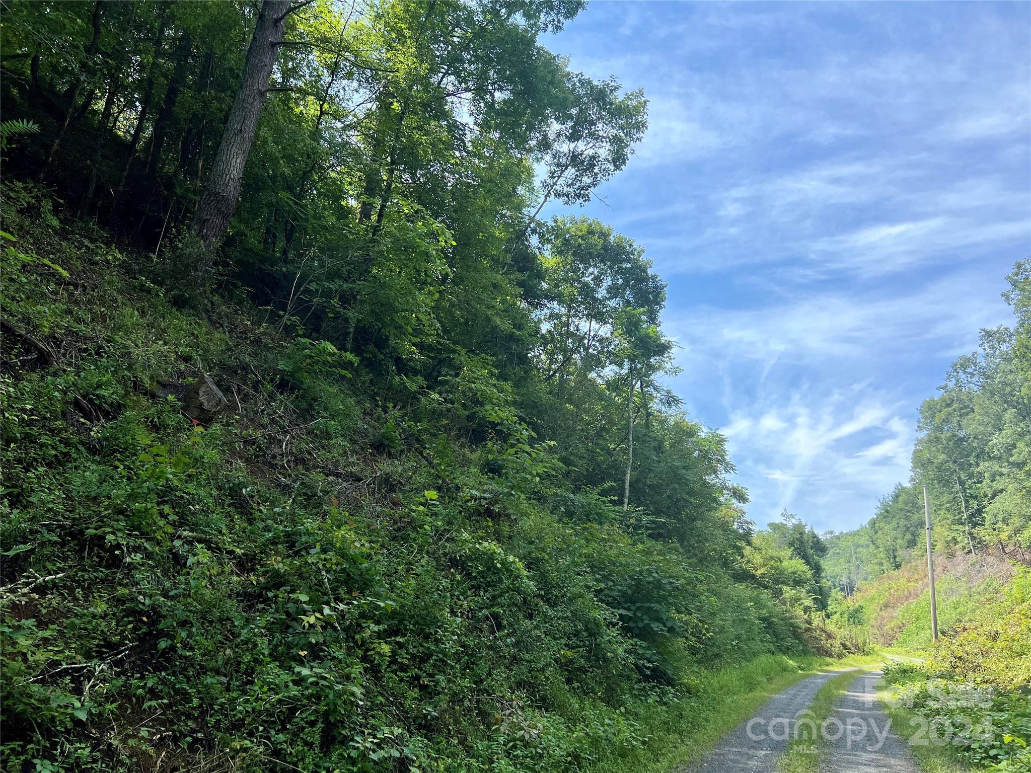 a view of a lush green forest