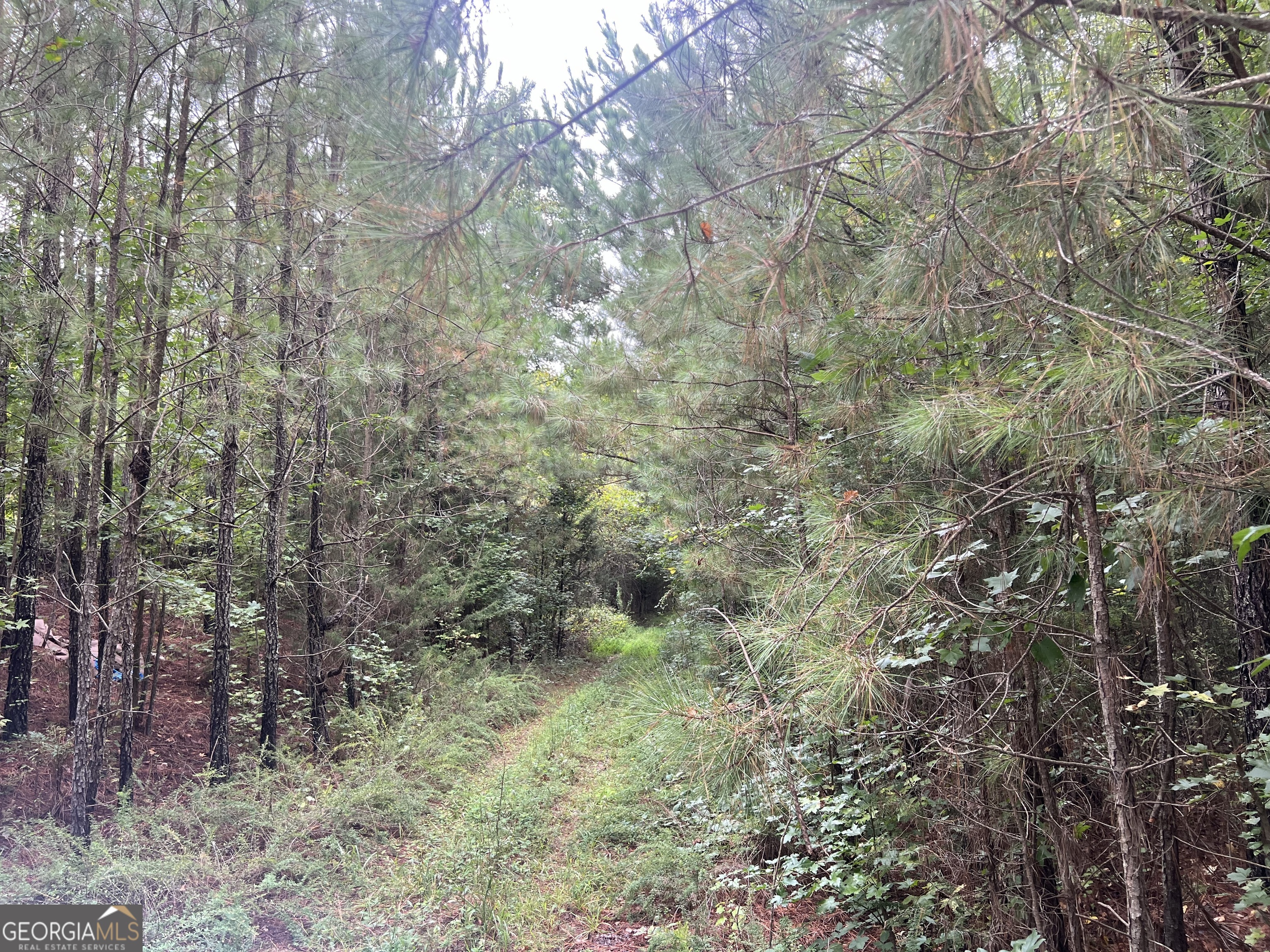 a view of a forest that has a tree