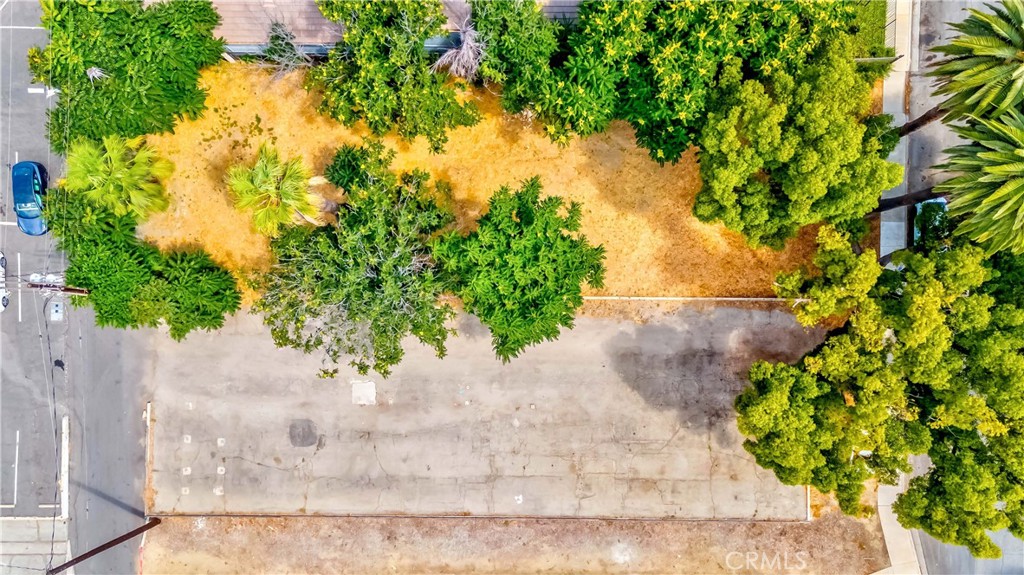 a view of a yard with plants and large trees