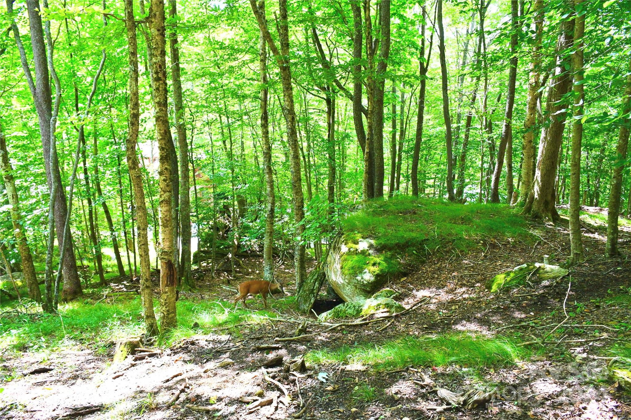 a view of yard with green space