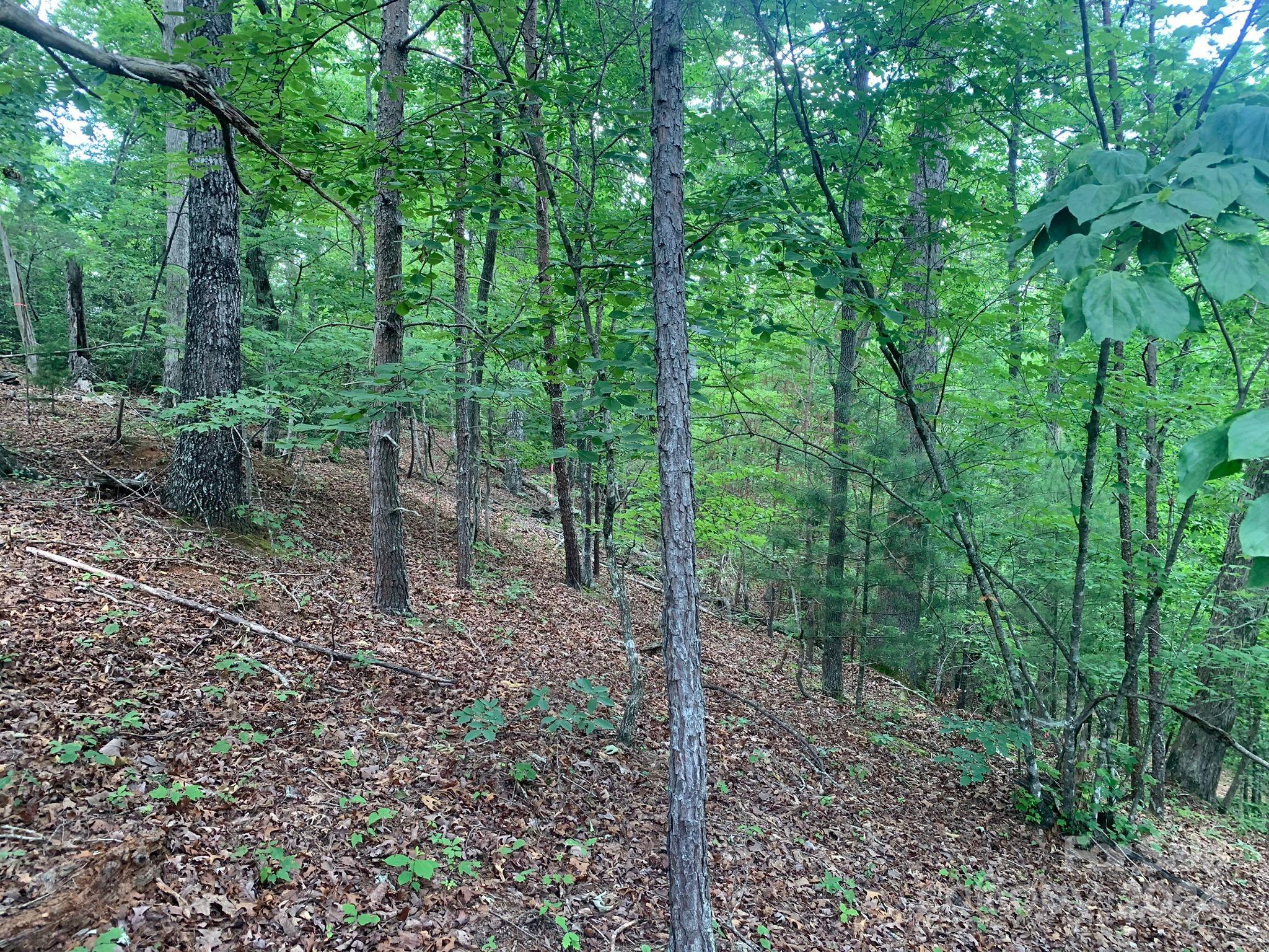 a view of a forest that has large trees