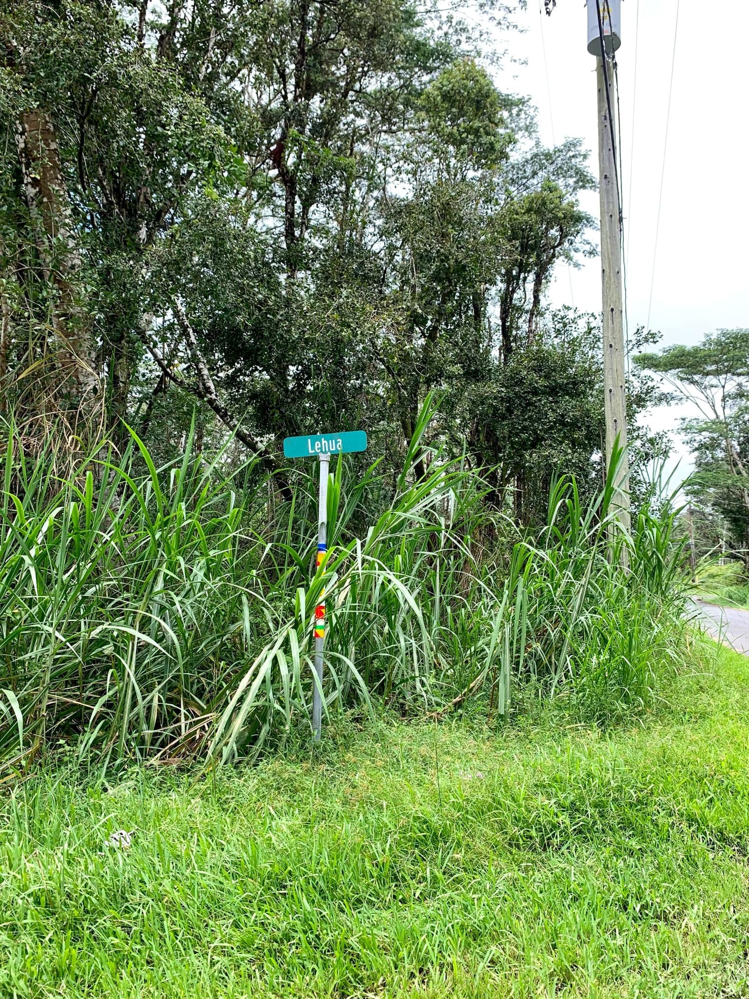 a view of a plant in a garden