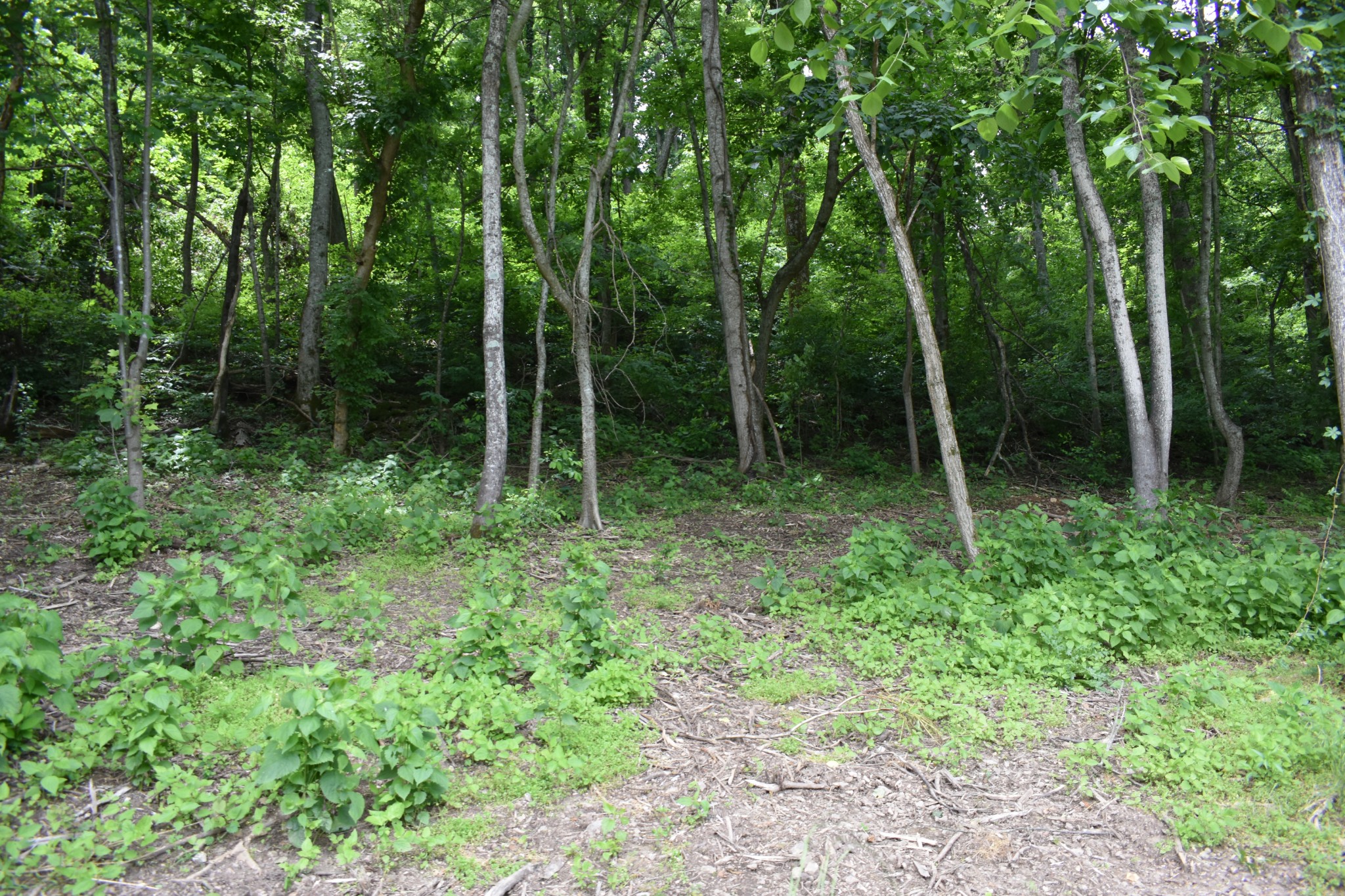 a view of backyard with green space