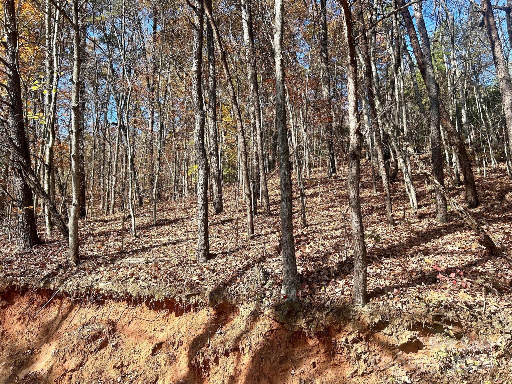 a view of a yard with lots of trees