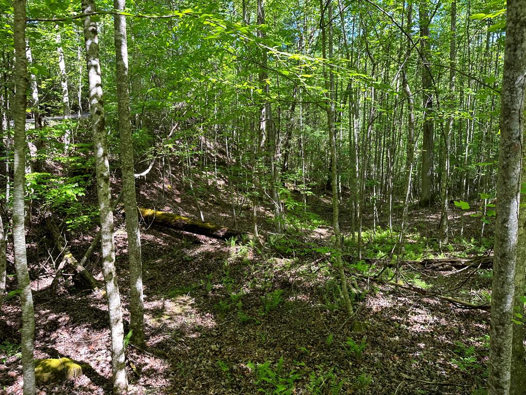 a view of a tree in a forest