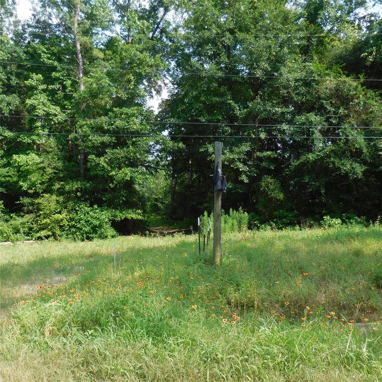 a view of a tree in a yard