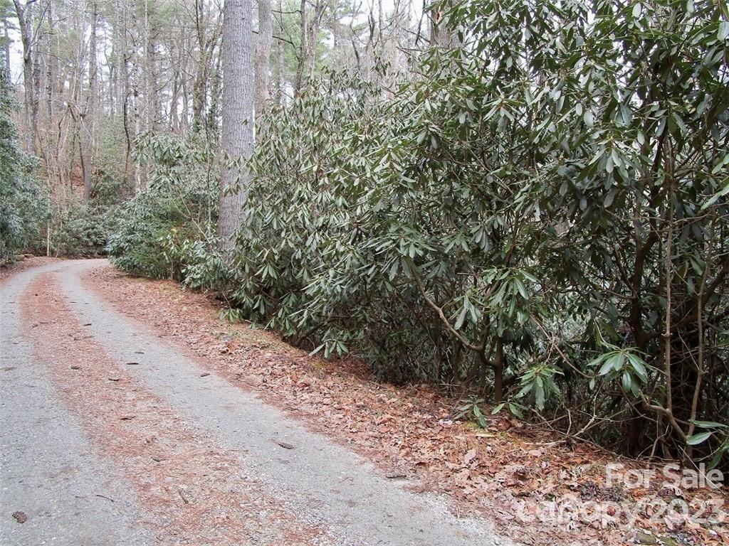 a view of a yard with plants and trees