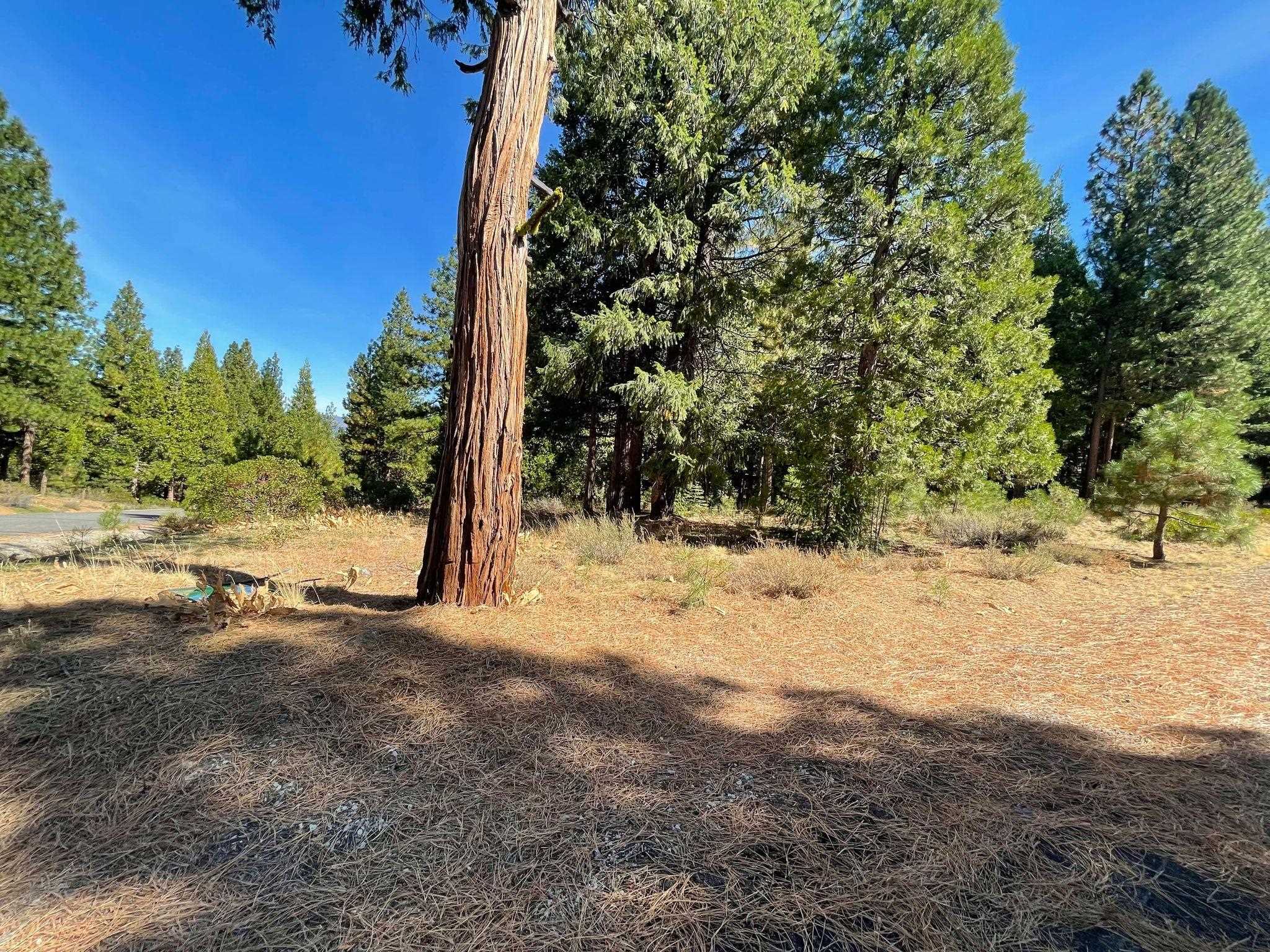 a view of a yard with trees