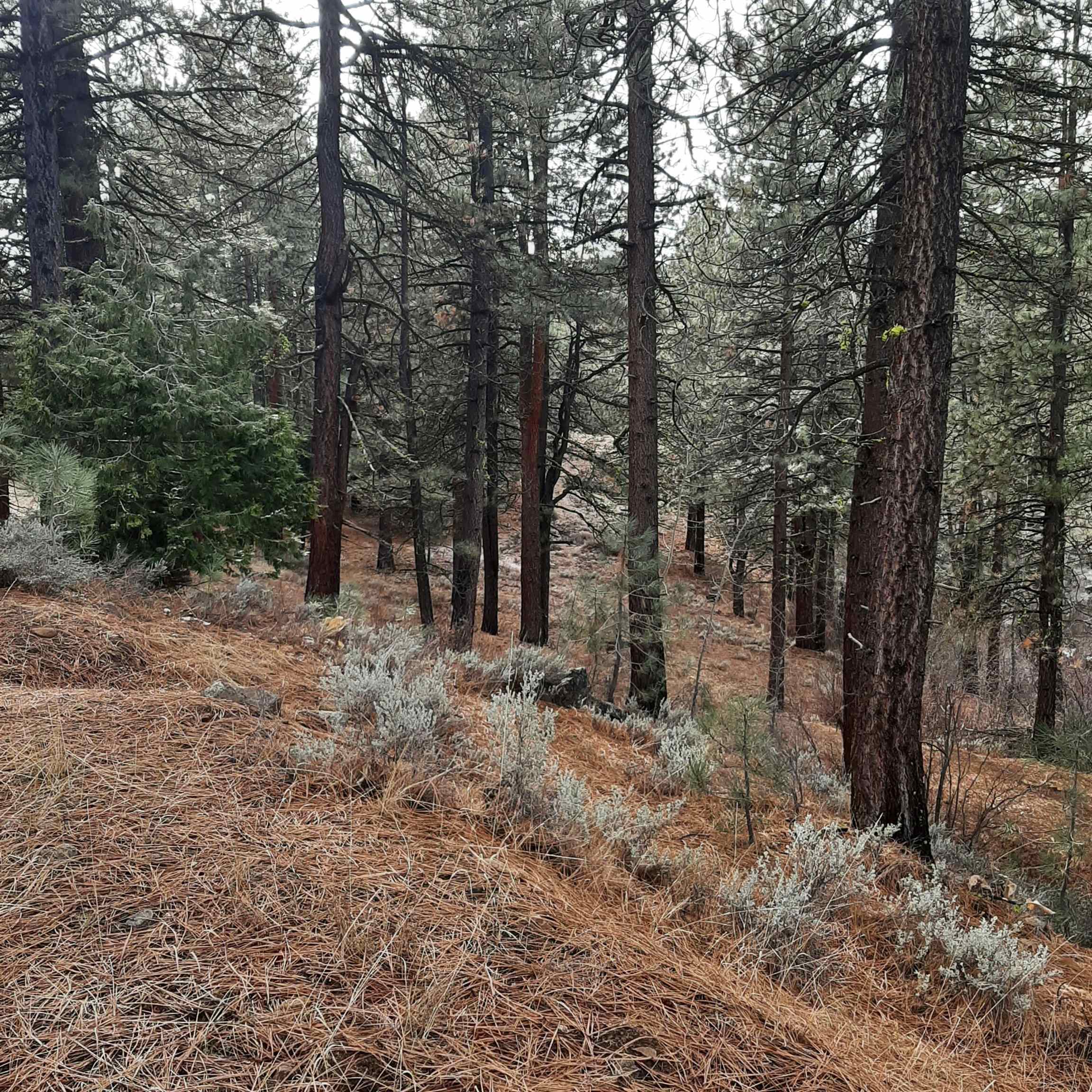 a view of outdoor space and trees