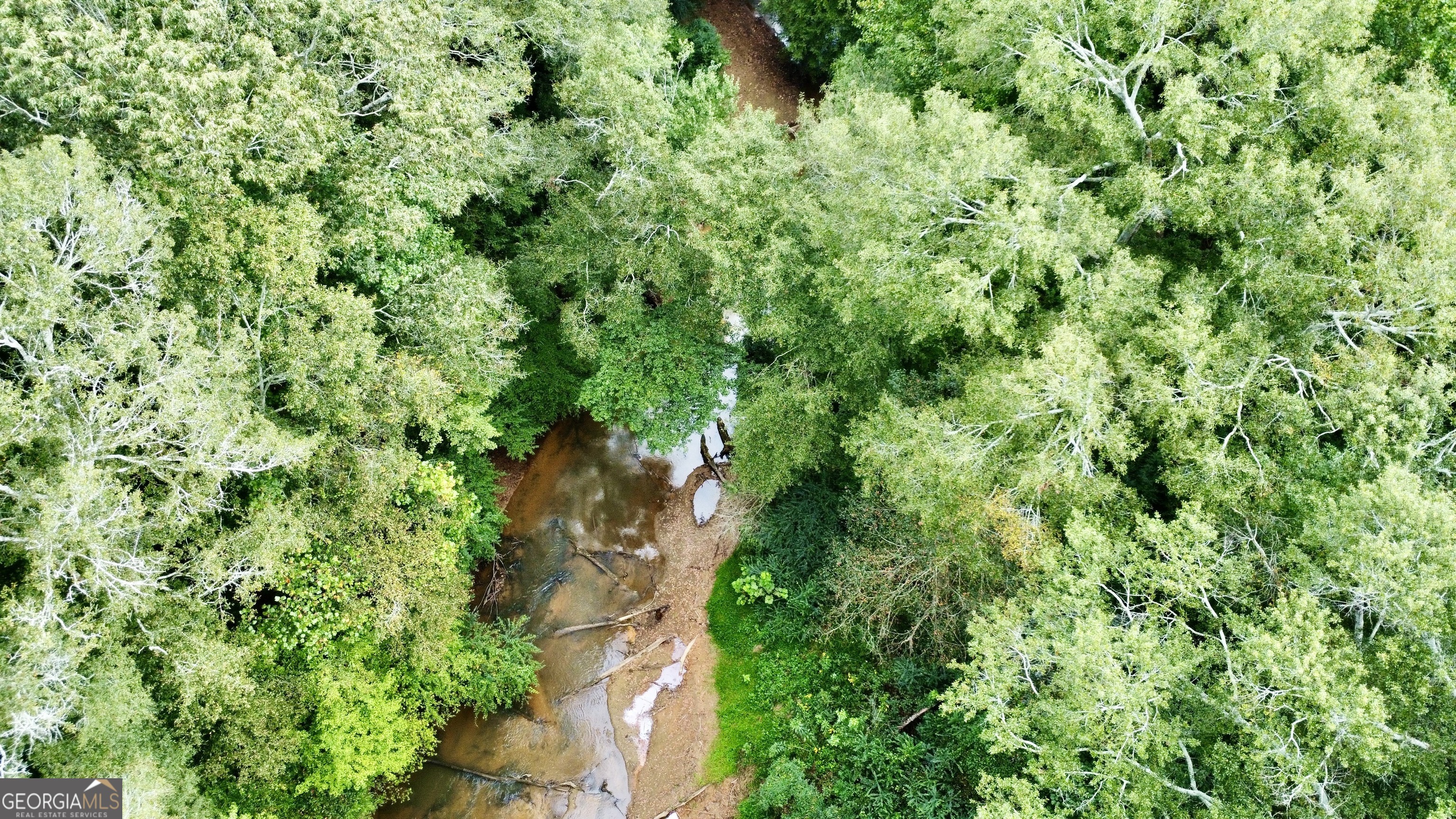 a view of a lush green forest with lots of trees