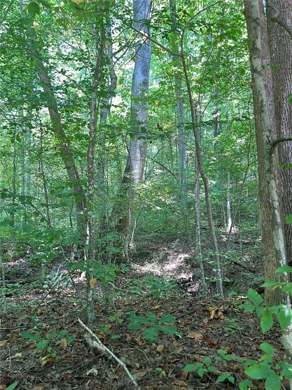 a view of a forest with trees