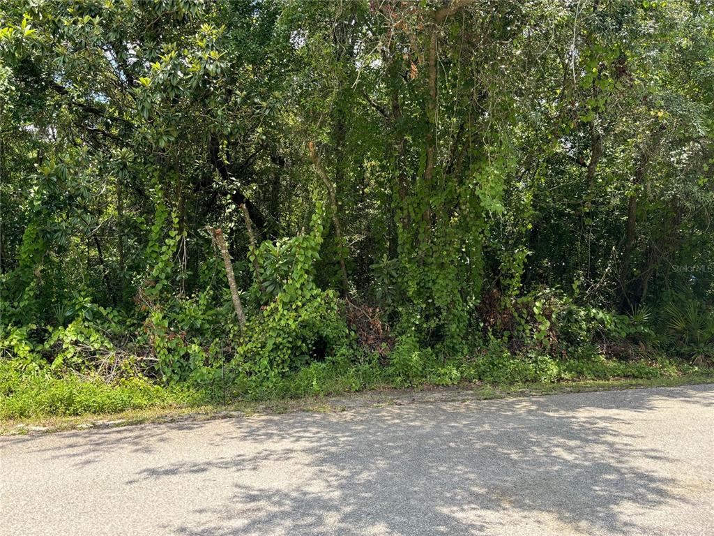 a view of a yard with plants and trees