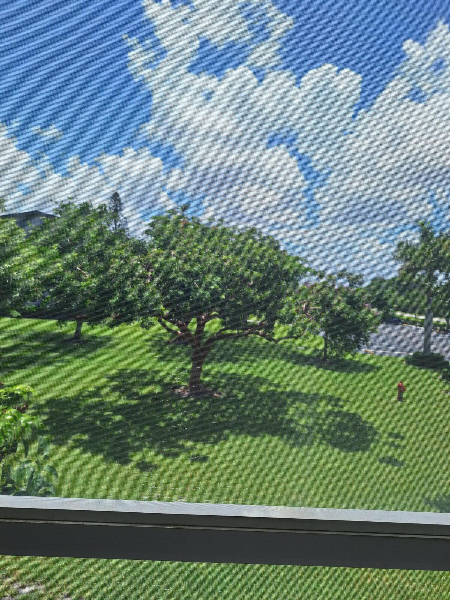 a view of a big yard with potted plants and large trees